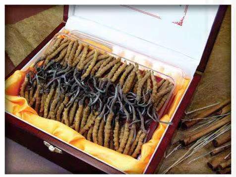 祁县冬虫夏草回收